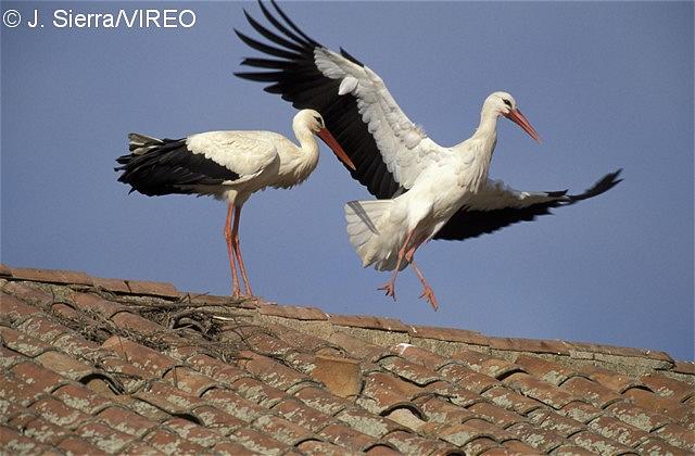 White Stork s68-2-252.jpg